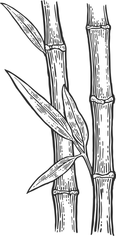 canne à sucre